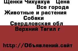 Щенки Чихуахуа › Цена ­ 12000-15000 - Все города Животные и растения » Собаки   . Свердловская обл.,Верхний Тагил г.